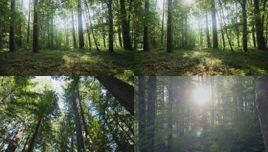 森林逆光光影清晨光线时间流逝 生态宣传高清在线视频素材下载