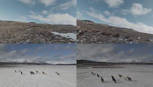 雪域高原上奔跑的马群在雪地上奔跑高清在线视频素材下载