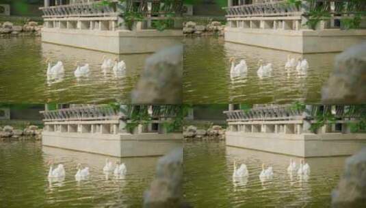 临沂王羲之故居-4k运镜实拍高清在线视频素材下载
