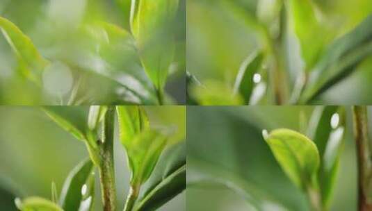 茶叶 茶树 特写 阳光 雨水19高清在线视频素材下载