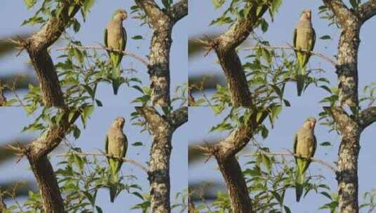 野生动物特写镜头，一只异国和尚长尾鹦鹉和b栖息在树枝上高清在线视频素材下载