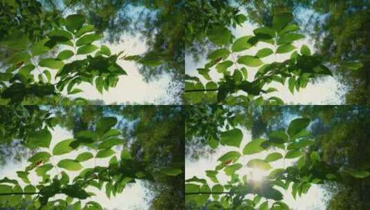阳光透过树叶逆光拍摄高清在线视频素材下载