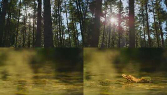 阳光透过树林树叶落在水面高清在线视频素材下载
