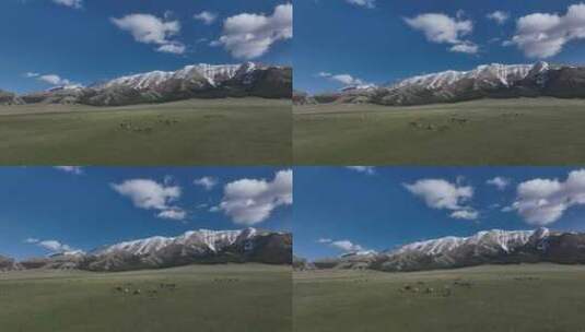 航拍雪山脚下草地上奔跑的羊群高清在线视频素材下载