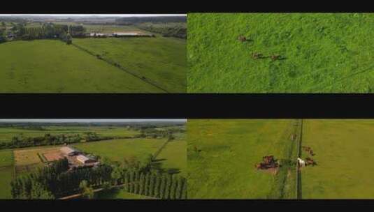 航拍马群马场牧场绿色农场草地草坪森林房屋高清在线视频素材下载