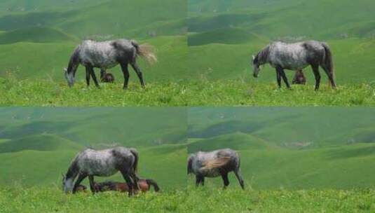 吃草的马群高清在线视频素材下载