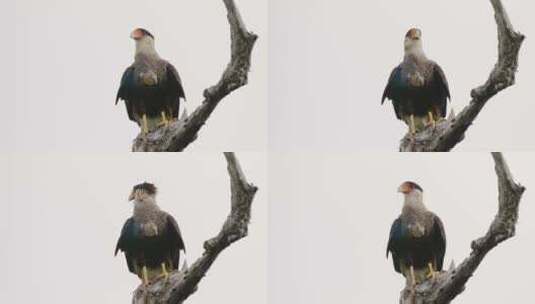 清道夫鸟，有冠的卡拉卡拉，卡拉卡拉普兰克斯静止地栖息在树枝上，慢慢挖掘高清在线视频素材下载