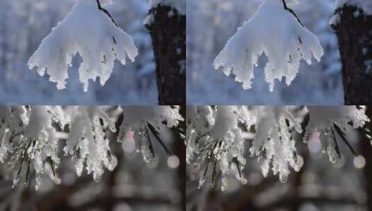 植物被雪覆盖雾凇结冰高清在线视频素材下载