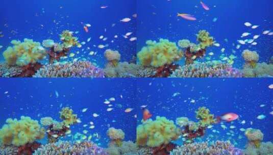 水下暗礁高清在线视频素材下载