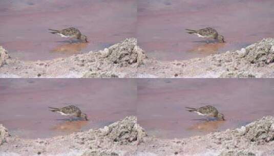 小鸟在海边戳水来喝高清在线视频素材下载