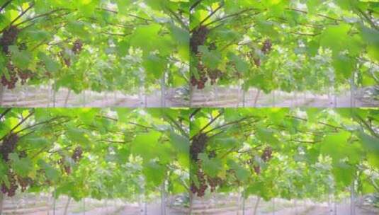 葡萄园葡萄熟了高清在线视频素材下载