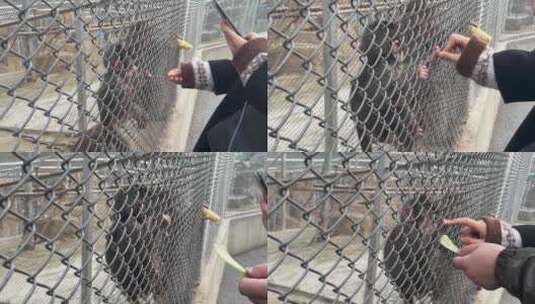 动物园喂小猴子高清在线视频素材下载