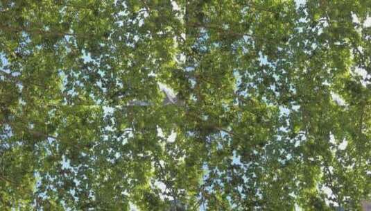 阳光下茂密树枝树叶植物枫叶实拍高清在线视频素材下载