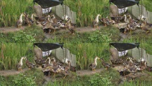 田间鸭子养殖高清在线视频素材下载