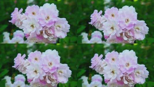 春天蔷薇花野蔷薇花朵花海自然风景高清在线视频素材下载