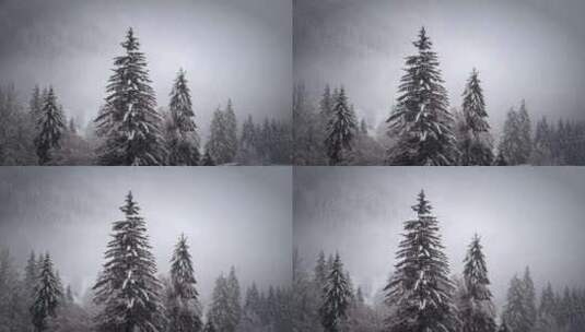 冬天雪花飘飞落到树林里高清在线视频素材下载