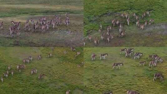 航拍西藏阿里普兰县草原驴群风光高清在线视频素材下载