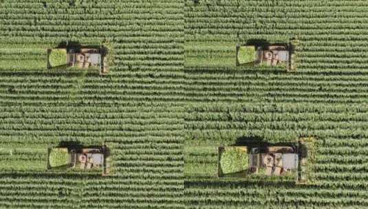 农村丰收航拍水稻收割机收割稻高清在线视频素材下载