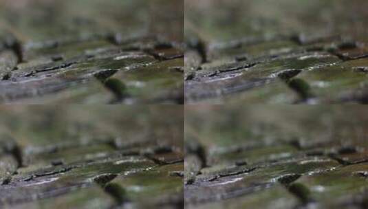 青石砖 苔藓 细雨高清在线视频素材下载