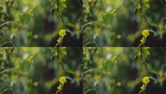 绿叶 嫩芽 细雨 2高清在线视频素材下载