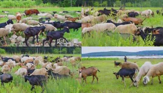 农场牧场正在吃草的羊群肥壮的山羊绵羊绿草高清在线视频素材下载