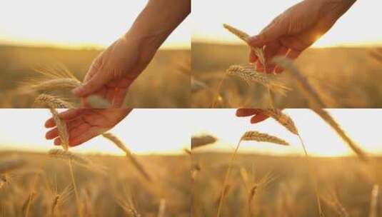 手拂麦子 麦田麦地里用手抚摸着金色的麦田高清在线视频素材下载