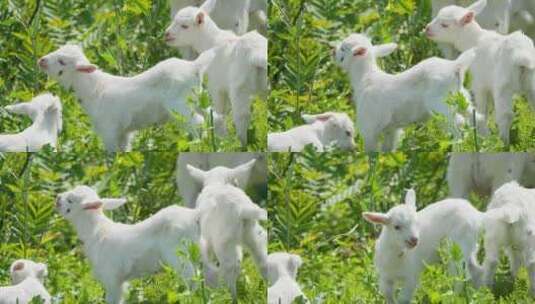 春天几只山羊小羊羔草丛觅食高清在线视频素材下载