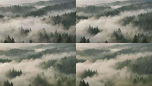 大气震撼森林清晨云雾延时高清在线视频素材下载