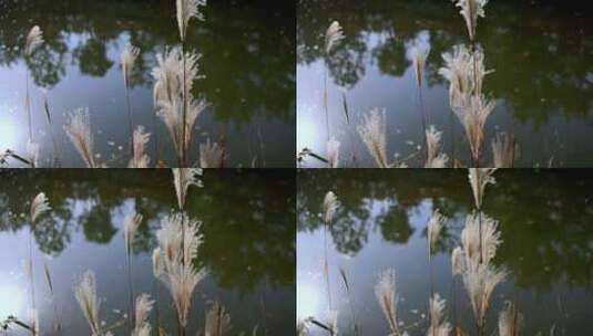 河边的芦苇芦花随风摇摆4k升格慢镜头高清在线视频素材下载