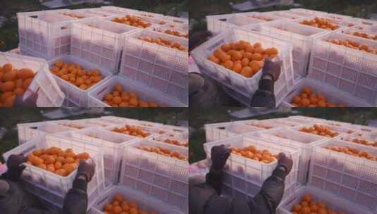 整箱橘子装车高清在线视频素材下载