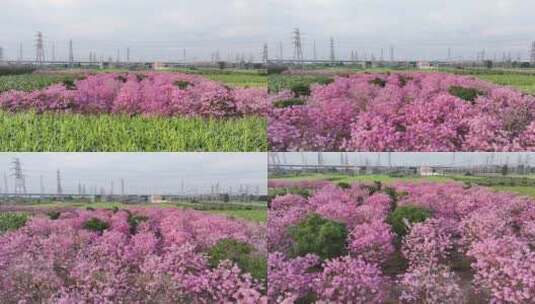 中国广东省广东省广州市南沙马克村紫花风铃高清在线视频素材下载