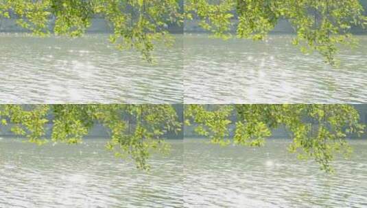 树枝垂吊在河水中间在风中摇曳高清在线视频素材下载