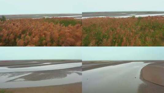 阴天横琴海边滩涂及芦苇高清在线视频素材下载