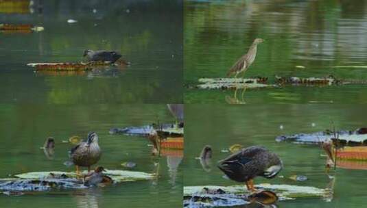 南宁人民公园池塘各种动物鸟类䴙鹈䴙䴘高清在线视频素材下载