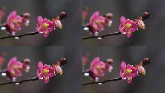 春天雨中的梅花花朵特写高清在线视频素材下载