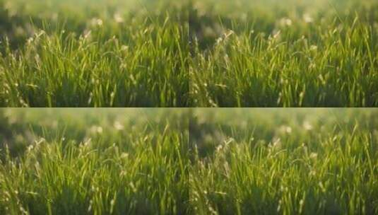 风吹芦苇草丛小草植被春天绿色植物茂密小草高清在线视频素材下载