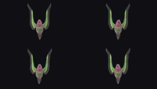 鹦鹉鸟-澳大利亚公主-飞行环-前视图CU高清在线视频素材下载