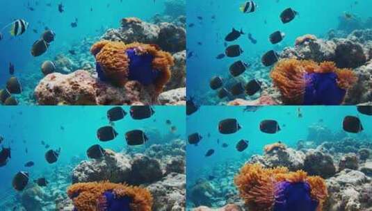 鱼在海里水下游泳。马尔代夫有丰富鱼类的热高清在线视频素材下载