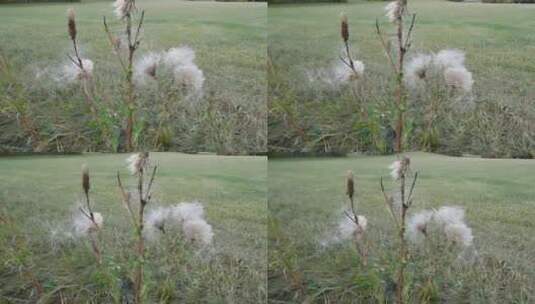 风吹散的蓟种子高清在线视频素材下载