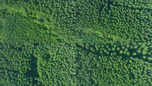 航拍自然森林高清在线视频素材下载