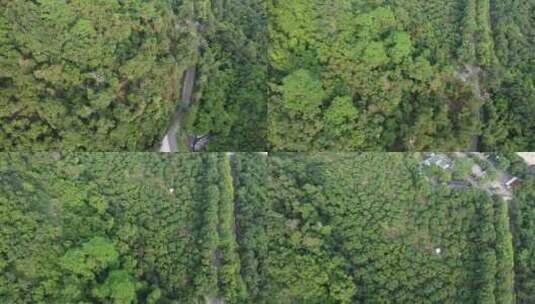 广东东莞：登山步道掩映在树木之间高清在线视频素材下载