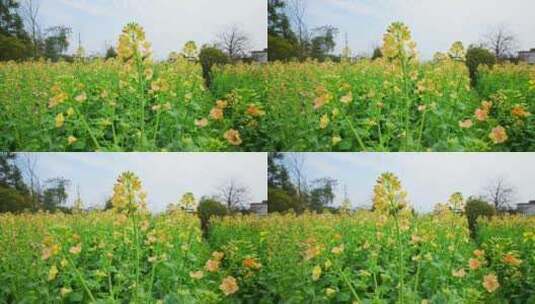 油菜花春天油菜花海油菜花田菜花花海高清在线视频素材下载