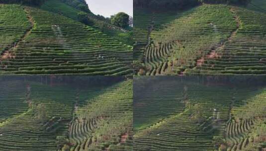 无人植保机茶园茶山打药高清在线视频素材下载