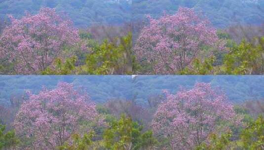 杭州植物园春天天目玉兰高清在线视频素材下载