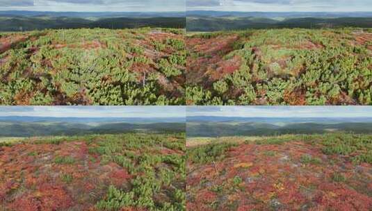 航拍大兴安岭北部原始林长梁北山红树林(16)高清在线视频素材下载