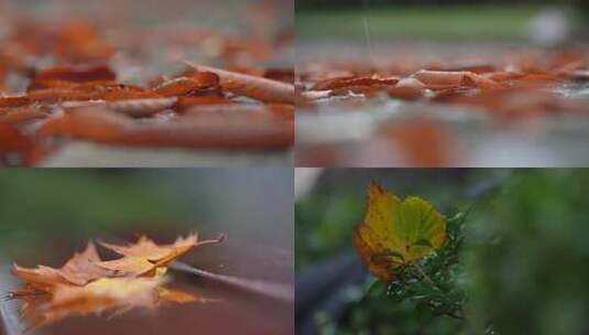 秋天秋雨秋叶落叶视频高清在线视频素材下载