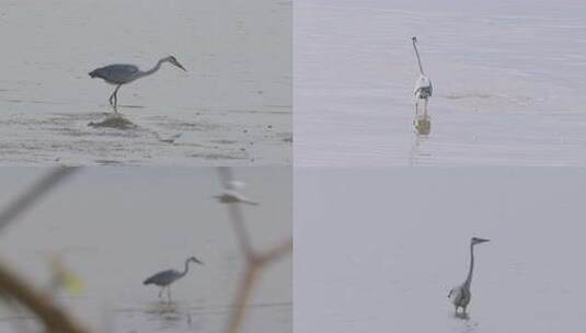 生态环境海边的海鸟觅食高清在线视频素材下载