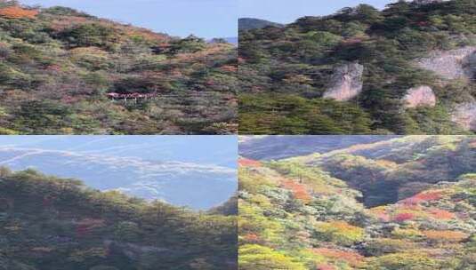 竖屏航拍四川光雾山漫山红叶高清在线视频素材下载