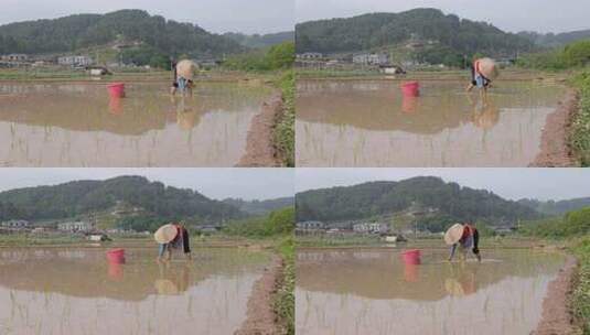 农民在水田中弯腰插秧的劳作画面高清在线视频素材下载