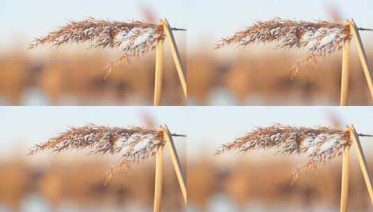 芦苇 河边 秋末 初冬 金色高清在线视频素材下载